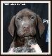 THOMAS v.d Blanke Biele (Archie Keiviento x Kyra v.d Blanke Biele) - 7 tygodni :)