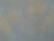 lec� �urawie