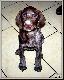 THOMAS "SEPP" v.d. Blanke Biele (Archie Keiviento x Kyra v.d. Blanke Biele)