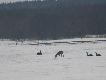 ROGACZ  Z  LEWEJ JU� WYTARTY...