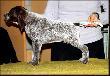 CLYDE v.d. Waltakke (Archie Keiviento x Dumka v.d. Waltakke) - 7 tygodni