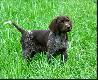 CHELSEA ANABEL v.d. Waltakke (Archie Keiviento x Dumka v.d. Waltakke) - 9 tygodni