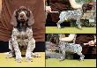DIANA v.d Waltakke (Archie Keiviento x KS SIlny v.d. Waltake) - 6 tygodni, niektore samce sa jeszcze wolne !!