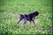 Archie - st�jeczka :)