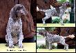 Archie Keiviento x KS Silny v.d. Waltakke - 7 tygodni