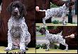 Archie Keiviento x KS Silny v.d. Waltakke - 7 tygodni