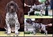 Archie Keiviento x KS Silny v.d. Waltakke - 7 tygodni