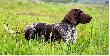 TARA v.d. Blanke Biele (Archie Keiviento x Kyra v.d. Blanke Biele) - 7 miesiecy