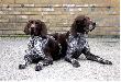 TARA v.d. Blanke Biele (Archie Keiviento x Kyra v.d. Blanke Biele) - 7 miesiecy z tatusiem :P