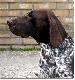 TARA v.d. Blanke Biele (Archie Keiviento x Kyra v.d. Blanke Biele) - 7 miesiecy
