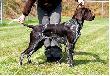 TARA v.d. Blanke Biele (Archie Keiviento x Kyra v.d. Blanke Biele) - 7 miesiecy