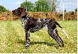 TARA v.d. Blanke Biele (Archie Keiviento x Kyra v.d. Blanke Biele) - 7 miesiecy
