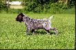 DUCO v.d. Waltakke  (Archie Keiviento x KS Silny v.d. Waltakke)