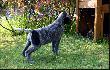 DUCO v.d. Waltakke  (Archie Keiviento x KS Silny v.d. Waltakke)