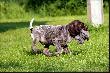 DIESEL v.d. Waltakke  (Archie Keiviento x KS Silny v.d. Waltakke)