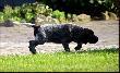 DIESEL v.d. Waltakke  (Archie Keiviento x KS Silny v.d. Waltakke)