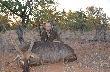 Waterbuck - kozio wodny. W zwizku z tym, e zamany jest to odstrza redukcyjny przed por such. 