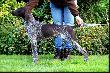 AKITA (Archie Keiviento x Akita Ayla v.d. Lutevelde) - 7 miesiecy