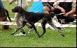 NAJRA Hubert�wka znad Parsety (Archie Keiviento x Fiona Kajminia)