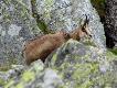 Inne g�ry, inne relikty polodowcowe: kozice.

