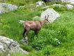 Inne g�ry, inne relikty polodowcowe: kozice.