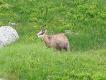 Inne g�ry, inne relikty polodowcowe: kozice.