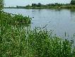 Warta od strony D�broszyna, sierpie� 2005