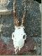rogacz
m�j pierwszy rogacz strzelony 5 lipca 2005