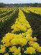 �u�awskie tulipany.
Tak wygl�daj� �u�awskie pola tulipan�w. W tle miejscowo�� Jantar.