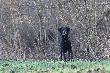 Spotkałem takiego jak patrolował pole. Przypatrywał mi się z uwagą i w końcu zszedł mi z drogi.