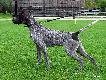 DEVIL ANTON v.d. Waltakke (Archie Keiviento x KS Silny v.d. Waltakke)