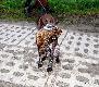 NIGA FRIDA Hubert�wka znad Parsety (Archie Keiviento x Fiona Kajminia)