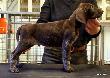 Wingmark`s EDEL- 7 weeks