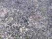 "Nieraz cz�owiek i ca�y dzie� mo�e chodzi� i dopiero wracaj�c do samochodu natknie si� na jakie� �lady aktywno�ci zwierzyny". Dope�nieniem tej my�li by� ten oto szpic znaleziony 02 III 2014