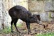 Jelonek czubaty. ZOO