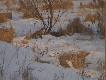 Wabienie lis�w
Jaki� czas temu dosta�em o naszego kolegi forumowego LISIARZA  dwa wabiki na lisa. Ucz� si� namietnie i ju� widz� efekty. Dzisiaj wybra�em si� zobaczy� jak radz� sobie ba�anty, kt�re dokarmiam. Wzi��em wabik raczej nie nastawiaj�c si� na jakie� cudowne spotkania z lisami, poniewa� towrzyszy� mi m�j posokowiec. B�d�c na mostku z kt�rego wszystko dok�adnie widzia��m zakniazie��m. Po chwili zobaczy�em lisa, kt�ry sznurowa� w stron� nor. Pomy�la�em, �e znaczne wabi� gdy sprawdzi sobie dok�adnie nory. S�o�ce by�o jeszcze wysoko,a lis jakie� 200m ode mnie penetruje dwie nory. Jak pomy�la�em tak zrobi�em, lecz u�y�em drugiego wabika- pisk myszy.  Reakcja by�a natychmiastowa lecz ostro�na. Lis przyszed� do mnie na 40 metr�w. obejrza�em go dok�adnie i nakr�ci�em na kamere.

Jutro prawdopodobnie pojade w to miesjce z moim wprowadzaj�cym. Lisek ten jest wart zachodu. Kita jest pi�kna, mo�e jednie brakuje jej kwiatu. 