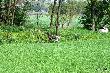 NIGA FRIDA Hubert�wka znad Parsety (Archie Keiviento x Fiona Kajminia) w st�jce
