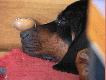 ONYX
M�j cie� Onyx oraz u jego boku taty oczko w g�owie czyli moja c�rka Wiktoria.

Onyx K�usuj�ca Sfora urodz.09.08.2004
-ojciec - NELSON Rumcajsowe Obejscie
-matka  - LARA K�usuj�ca sfora

