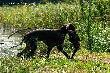 NIGA FRIDA Hubert�wka znad Parsety (Archie Keiviento x Fiona Kajminia)