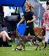 Wingmark`s EROS (Archie Keiviento x Wingmark`s Cinta)