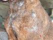 �lady rysich pazur�w....
Kolega Le�niczy poszed� na sk�ad.  Razem z nim posz�y dwie jego suczki : posokowiec bawarski DORA i druga rasy nieokre�lonej (kopov po tacie). Psy w pewnym momencie gdzie� sie zawieruszy�y i kumpel wr�ci� do domu sam. W nied�ugim czasie przybieg�  spanikowny kundelek a nieco p�niej mocno pokieraszowany "bawar". Syn Le�niczego poszed� sprawdzic po �ladach co sie sta�o.Okaza�o si�, �e psy zaatakowa� ry�. Wyklucza�bym pomy�k� z sarn�, raczej chodzi�o o bezpo�rednie wej�cie na siebie i zaskoczony drapie�nik ze strachu lub w panice rzuci� si� na psy. Kolega m�wi�, �e atak by� jeden, nico wygniecionego �niegu i sporo krwi. Pies mia� ods�oni�te (na szcz�cie nierozci�te) naczynia krwiono�ne na szyi, du�o ran ci�tych na ca�ym ciele i rozciety na p� (wzd�u�) jezyk. Zdj�cia da�em w du�ym formacie bo na mniejszym troche za s�abo szczeg�y wida�.