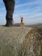 Jest lis w �rodku  - pe�na gotowo�� :) fot. Rafa� Pluto-Prondzi�ski