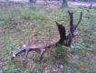 Le�a� 5m od drogi:)