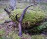 11-03-2015 wypad przed prac� i jest pi�kna wyj�tkowa tyka od starego byka.6-stak z ma�ym cyplem wychodz�cym z r�y waga. 1.45kg. Poro�e tego Byk si� ju� uwstecznia,2 lata temu kolega mia� prawa tyk� i by� to 12-stak..