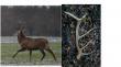 Byk sfotografowany 2.02.2015.Zrzut dwunastak znaleziony 11.02.2015 waga 2.20kg