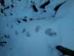 Dzikie Bieszczady ;) 
