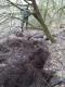 Na pocz�tku marca polowali�my przez 2 dni na norach. Pokot z pierwszego dnia to 3 jenoty i lis, drugiego 2 lisy i jenot. Ka�dego dnia przez brak czujno�ci ucieczk� salwowa� si� jeden rudzielec. Na zdj�ciu kompleks nor zamieszka�y przez jenoty. Jagdterier znikn�� tam na ponad godzin� i nie by�o innej mo�liwo�ci, jak wykopa� go, kieruj�c si� namiarem z gpsa.