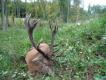 15-09-2011
Poranek, kt�ry zapad� w pami��. Jak dot�d to m�j �yciowy byk !!!