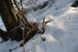 Jak si� okaza�o,  jest to zrzut do pary do dwunastaka podniesionego przez brata 08.03.2015r. Kilka razy ju� ko�o niego przechodzi�em  