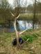 17-04-15 12-stak 1,05kg
